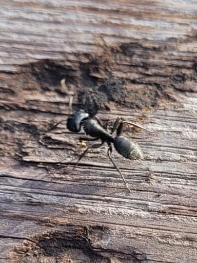 Camponotus vagus photo 165