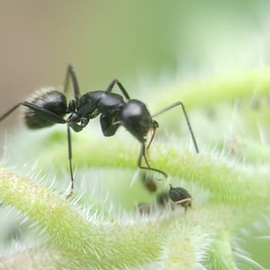 Camponotus vagus photo 166