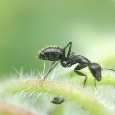 Camponotus vagus photo 167
