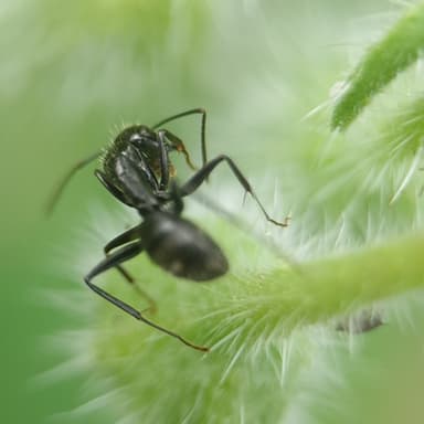 Camponotus vagus photo 168