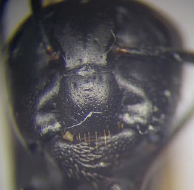 Camponotus vagus photo 175
