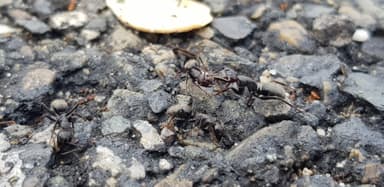 Camponotus vagus — worker photo 180