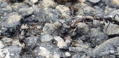Camponotus vagus — worker photo 183
