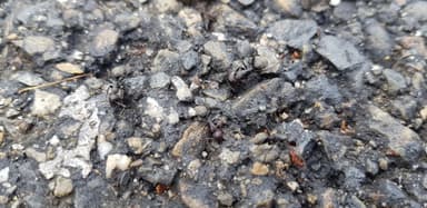 Camponotus vagus — worker photo 184