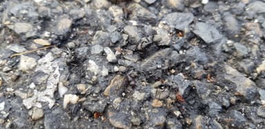 Camponotus vagus — worker photo 185