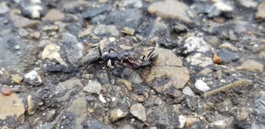 Camponotus vagus — worker photo 187