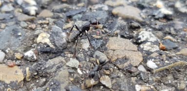 Camponotus vagus — worker photo 188