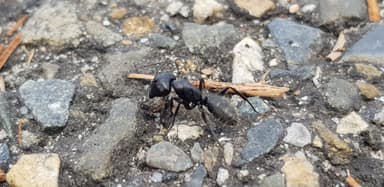 Camponotus vagus — worker photo 191