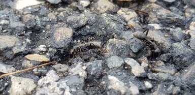 Camponotus vagus — worker photo 192