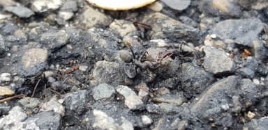 Camponotus vagus — worker photo 195
