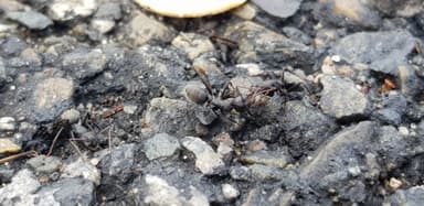 Camponotus vagus — worker photo 196