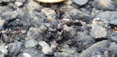 Camponotus vagus — worker photo 197