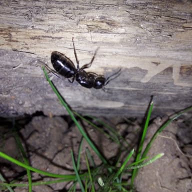 Camponotus vagus photo 202