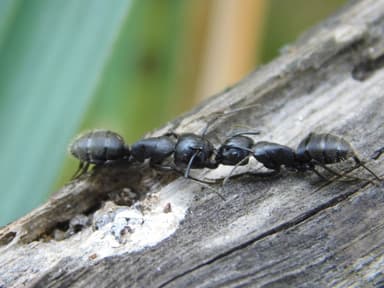Camponotus vagus photo 203