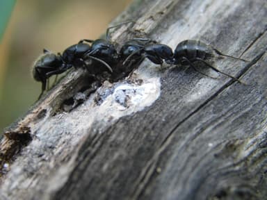 Camponotus vagus photo 204