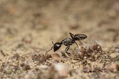 Camponotus vagus photo 205