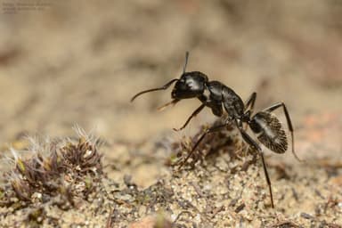 Camponotus vagus photo 207