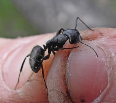 Camponotus vagus photo 209