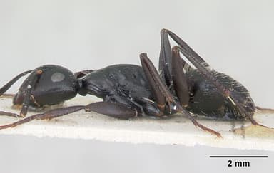 Camponotus vagus — queen photo 6