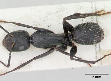 Camponotus vagus — queen photo 7