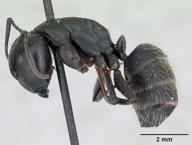 Camponotus vagus — queen photo 10