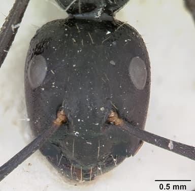 Camponotus vagus — queen photo 19