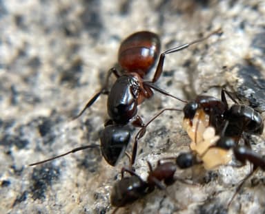 Camponotus vicinus photo 17