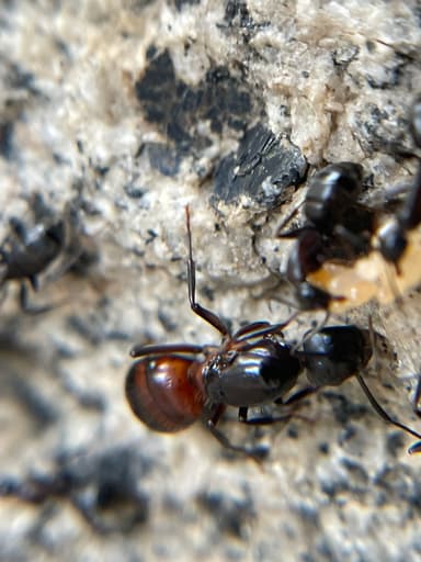 Camponotus vicinus photo 19