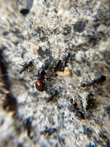 Camponotus vicinus photo 20