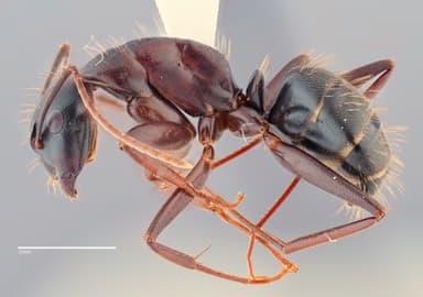 Camponotus vicinus photo 21