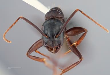 Camponotus vicinus photo 22