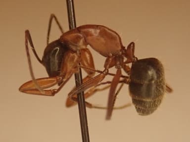 Camponotus vicinus photo 23