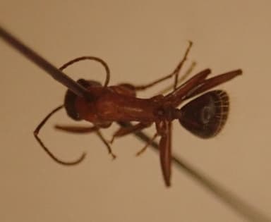 Camponotus vicinus photo 24