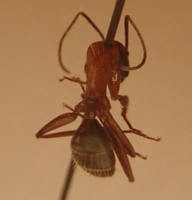 Camponotus vicinus photo 25