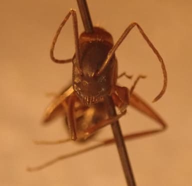 Camponotus vicinus photo 26