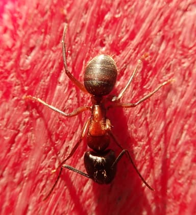 Camponotus vicinus photo 27
