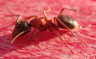 Camponotus vicinus photo 28