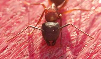 Camponotus vicinus photo 30