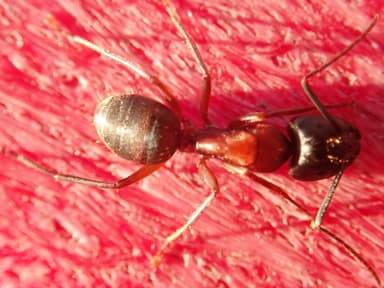 Camponotus vicinus photo 31