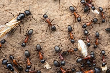 Camponotus vicinus photo 32