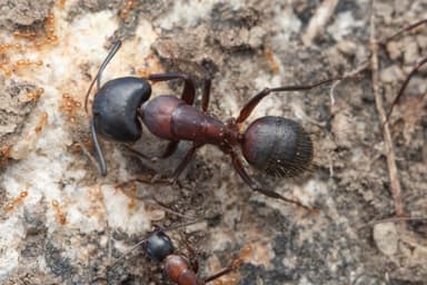 Camponotus vicinus photo 34