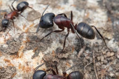 Camponotus vicinus photo 35