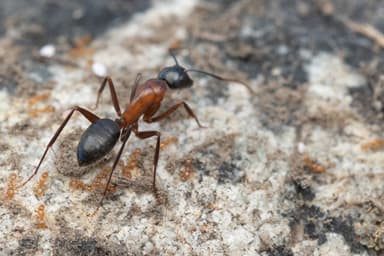 Camponotus vicinus photo 36