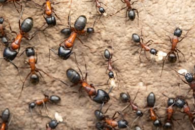 Camponotus vicinus photo 38