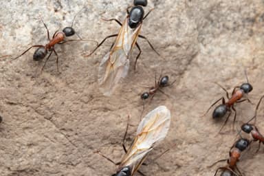 Camponotus vicinus photo 39