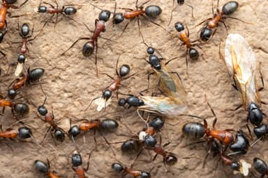 Camponotus vicinus photo 40