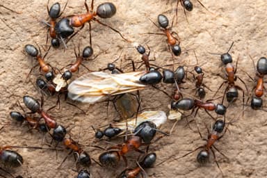 Camponotus vicinus photo 42