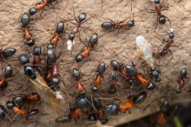 Camponotus vicinus photo 43