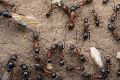 Camponotus vicinus photo 44