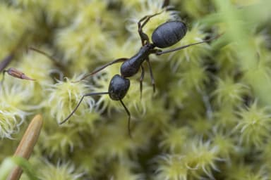 Camponotus vicinus photo 48